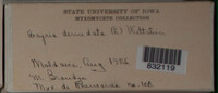 Arcyria denudata image